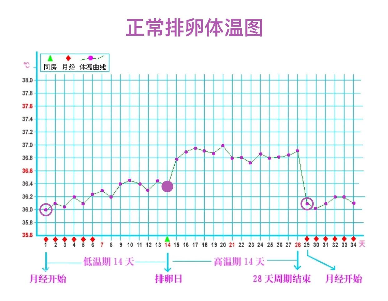 排卵體溫圖