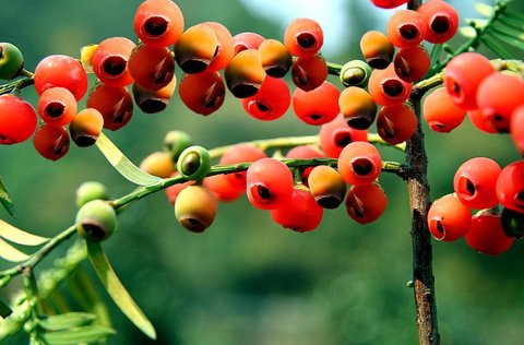 紅豆杉怎么吃抗癌？紅豆杉抗癌正確的吃法