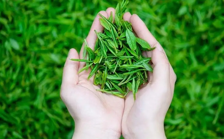 茶葉怎么選才是好茶葉？好茶葉的辨別方法