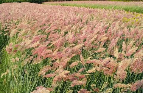 山蜜草對(duì)降血糖有作用嗎？山蜜草的功能主治