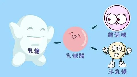 乳糖不耐受是后天形成的嗎？乳糖不耐受多數(shù)是后天所致