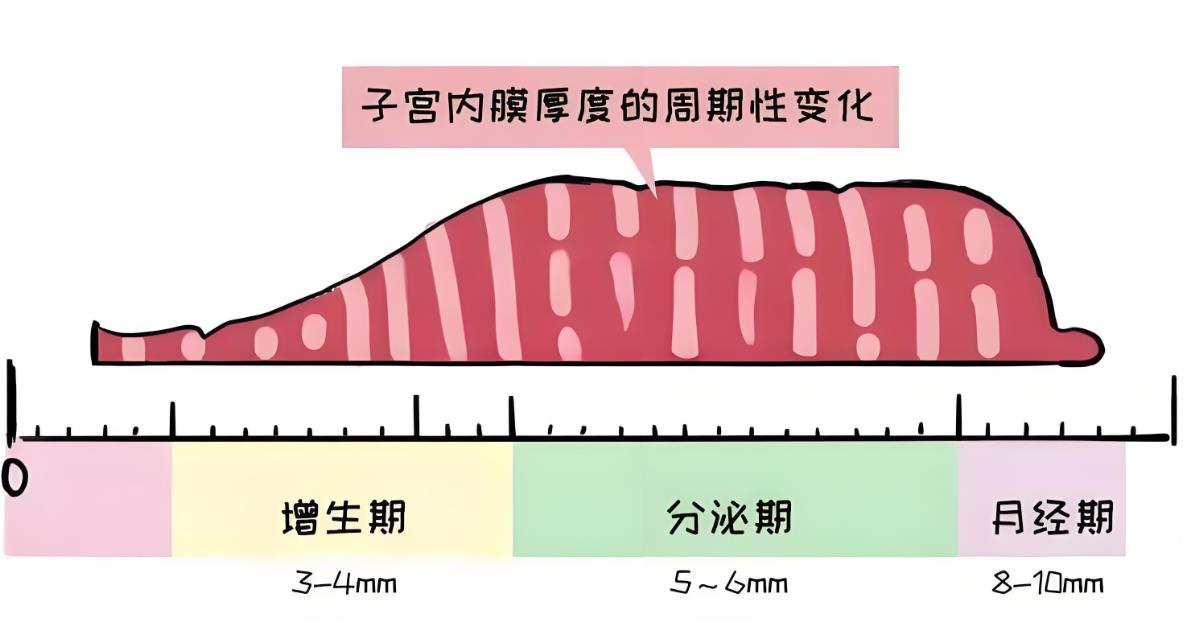 試管促排第五天內(nèi)膜多少正常