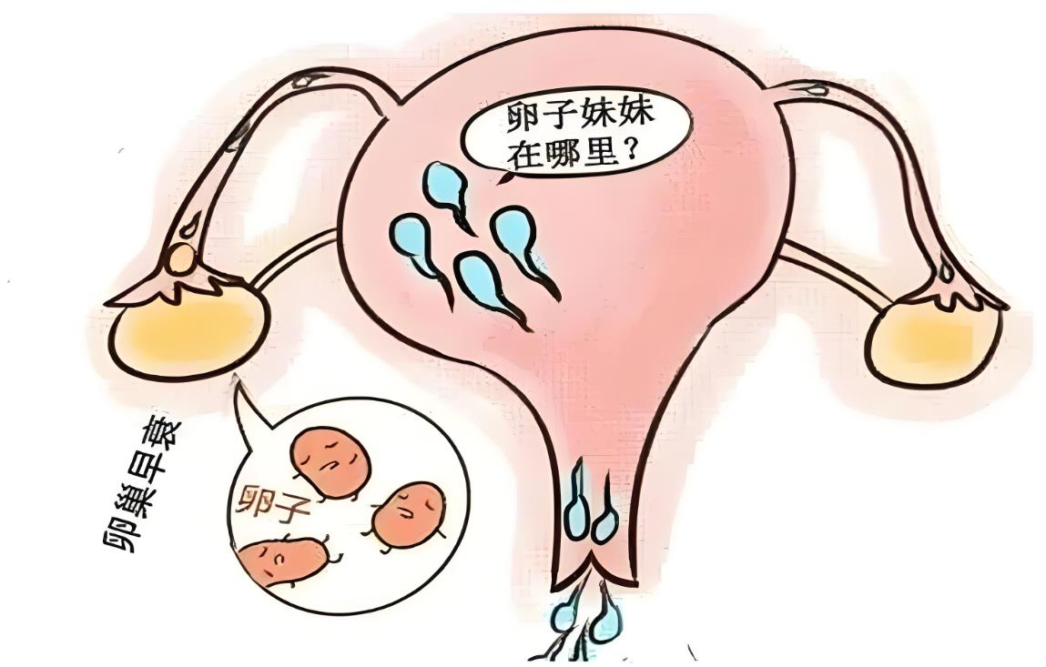 卵巢功能差可以做三代試管嗎？成功率多少